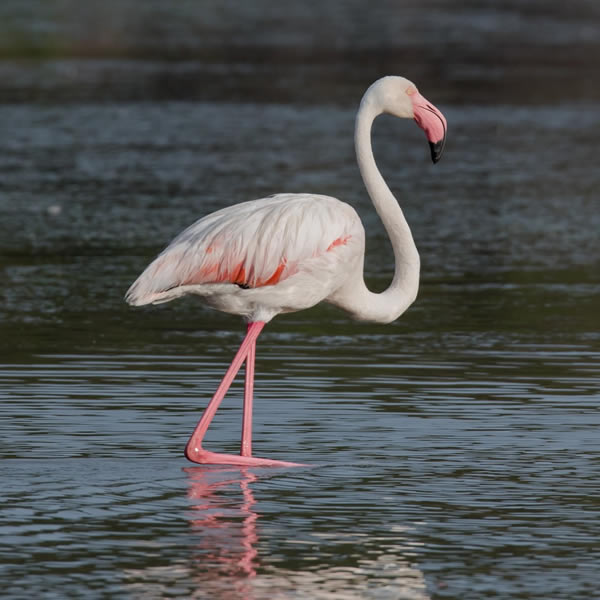 bini viaggi tour operator sardegna